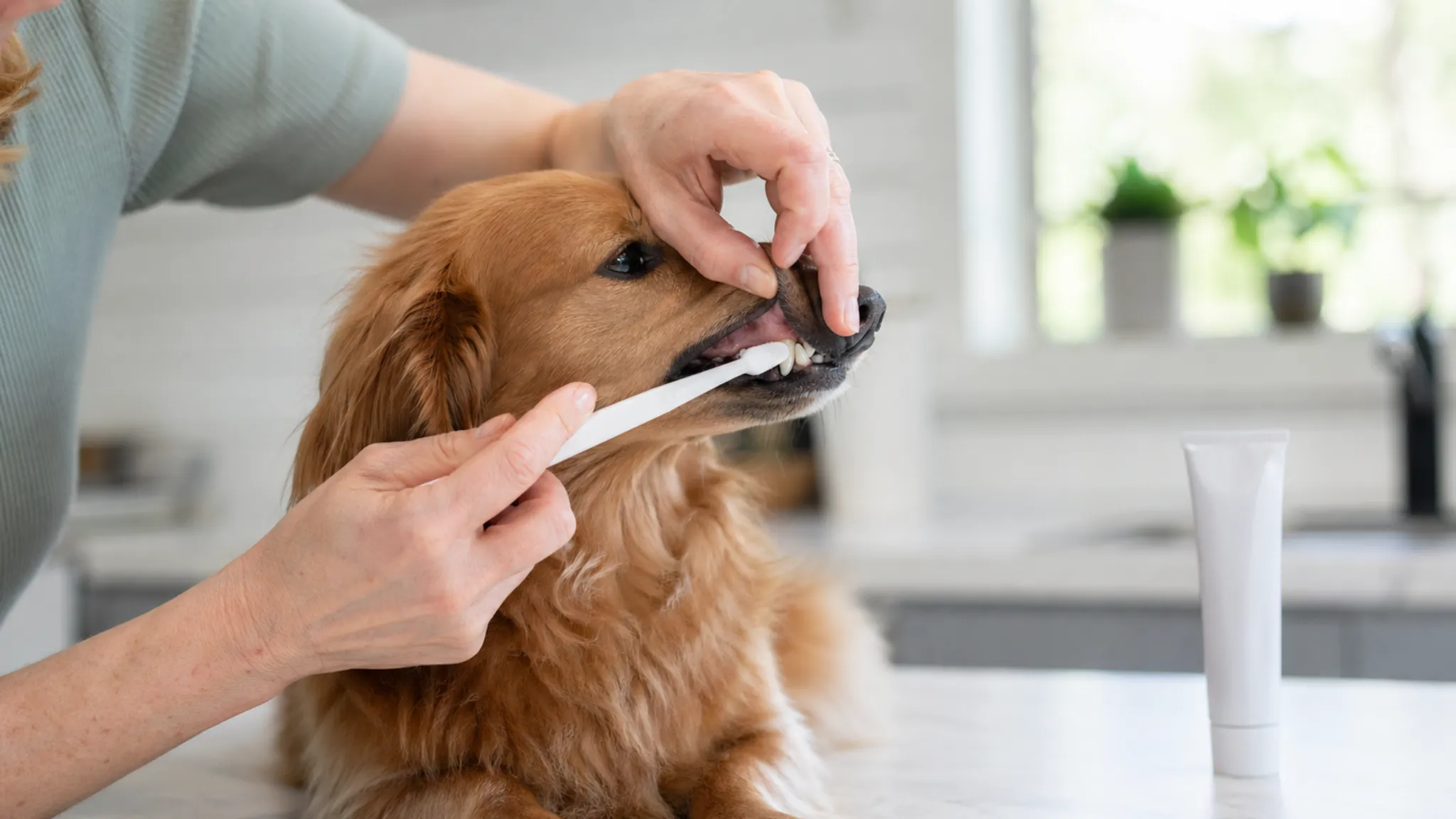 teeth brushing
