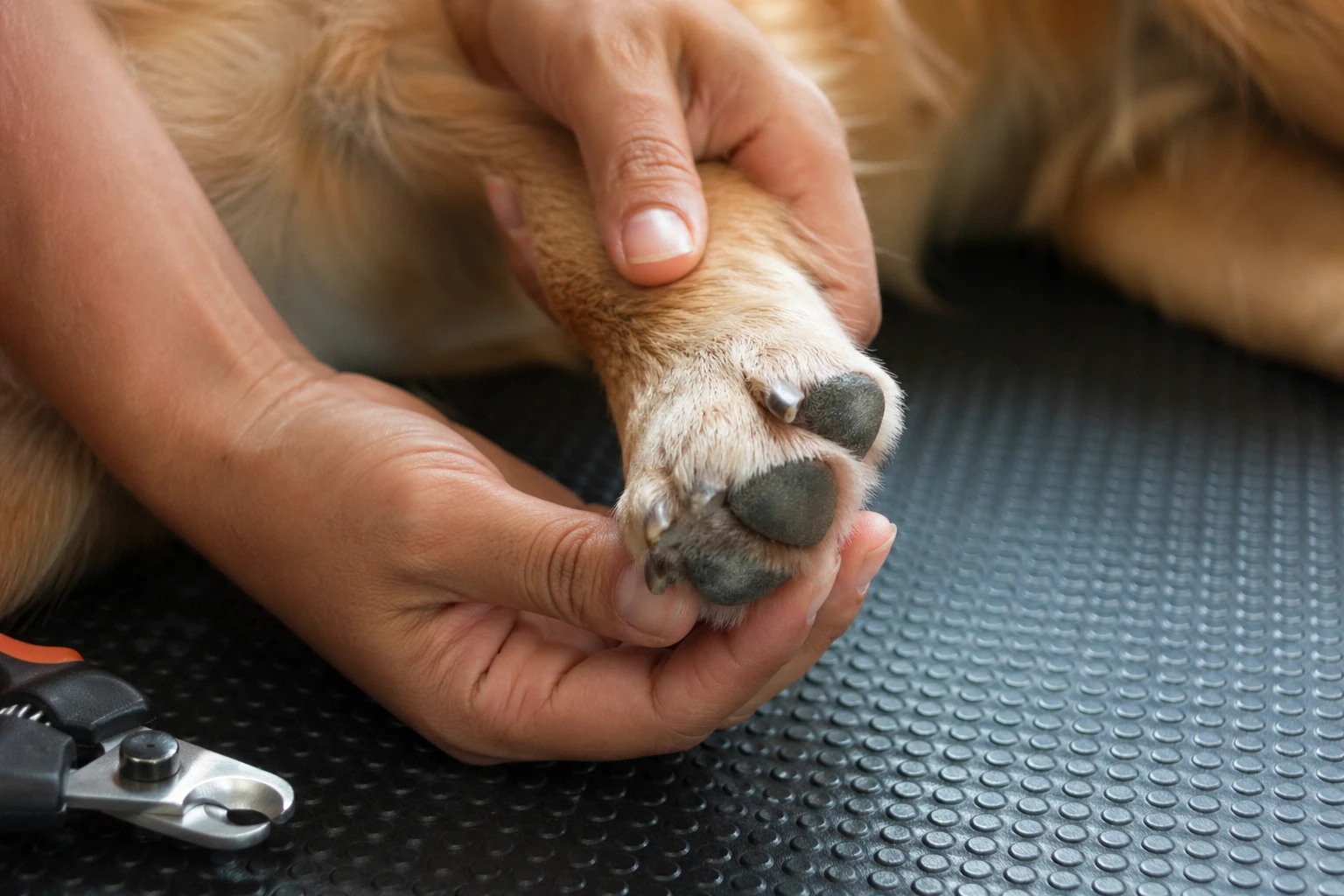How to Trim Your Dog’s Nails Safely at Home