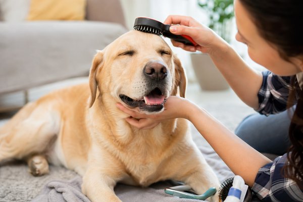 short grooming session
